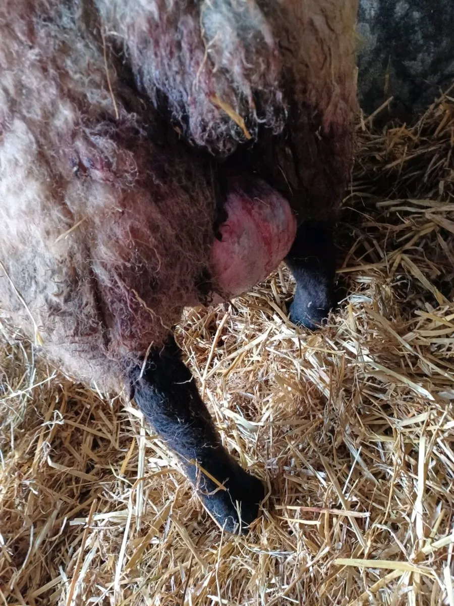 Foster ewe - Image 2