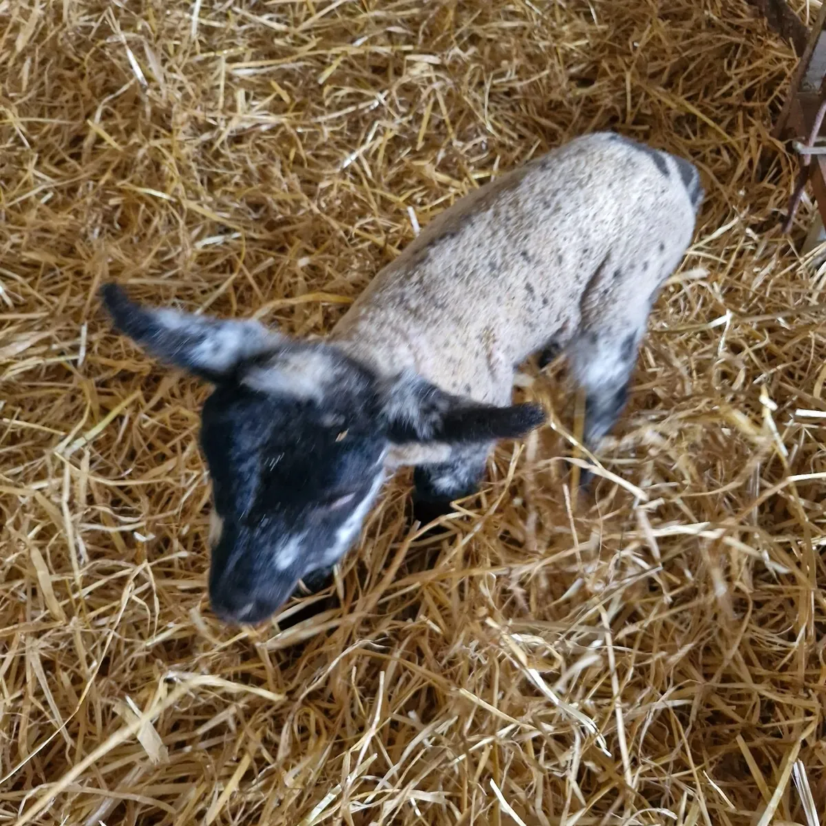 Pet Lambs - Image 1