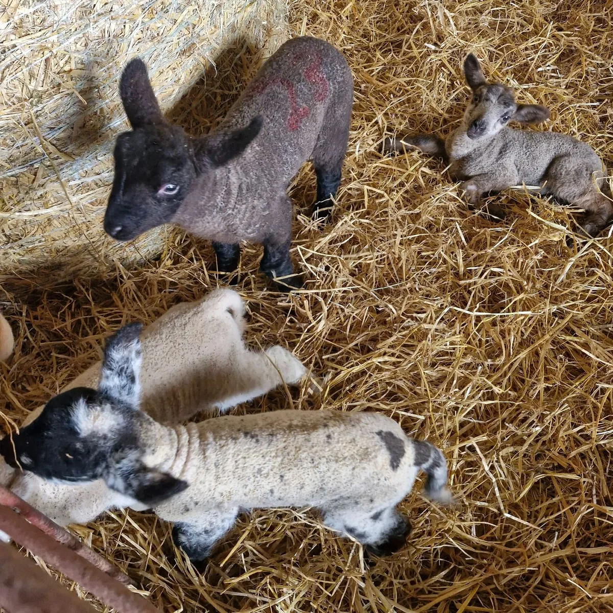 Pet Lambs - Image 2