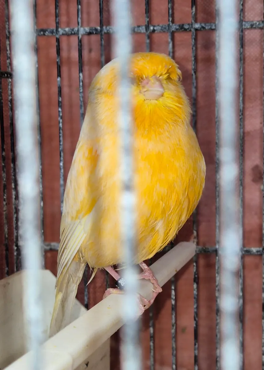 2025 Norwich canaries - Image 3