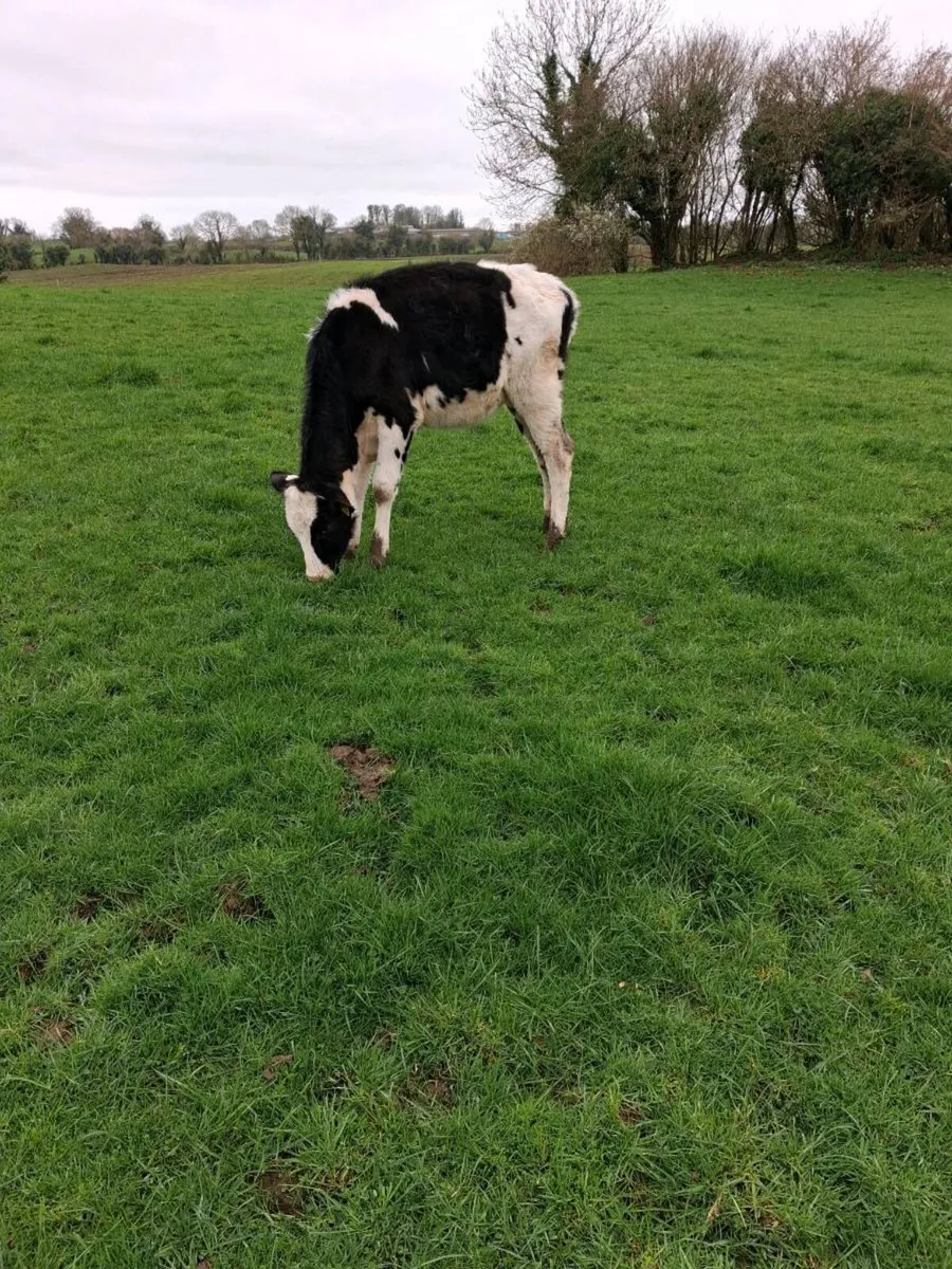 Benalbit herd Fresian yearling heifers - Image 2