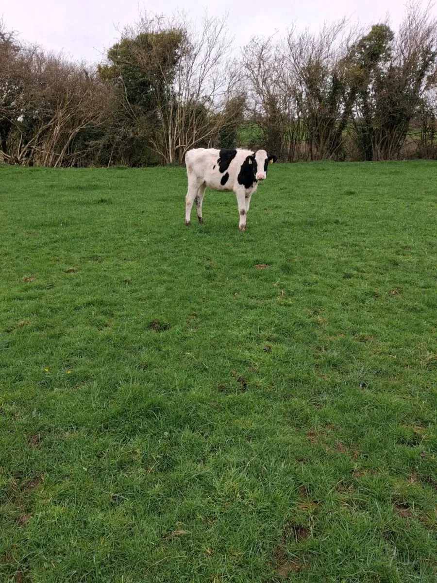 Benalbit herd Fresian yearling heifers - Image 3