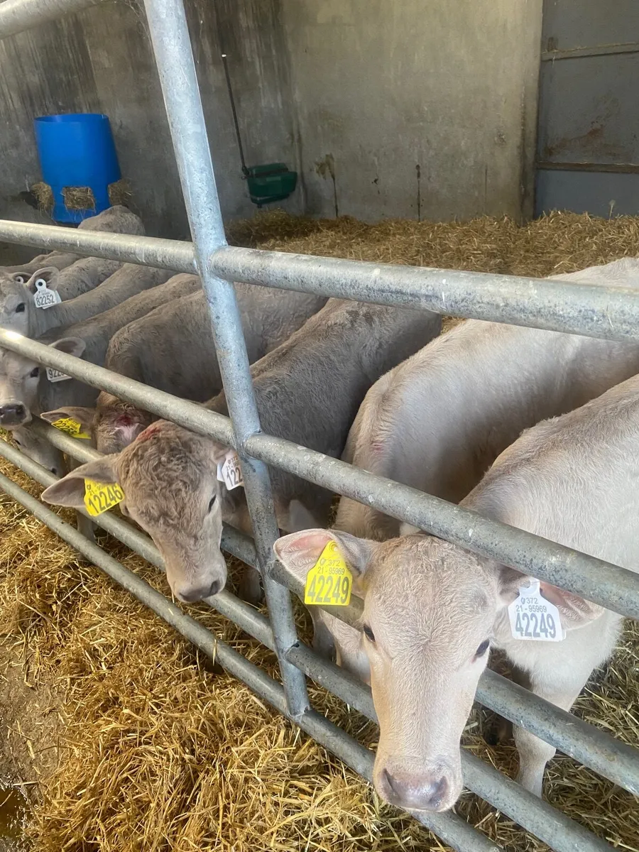 Charolais calves - Image 3