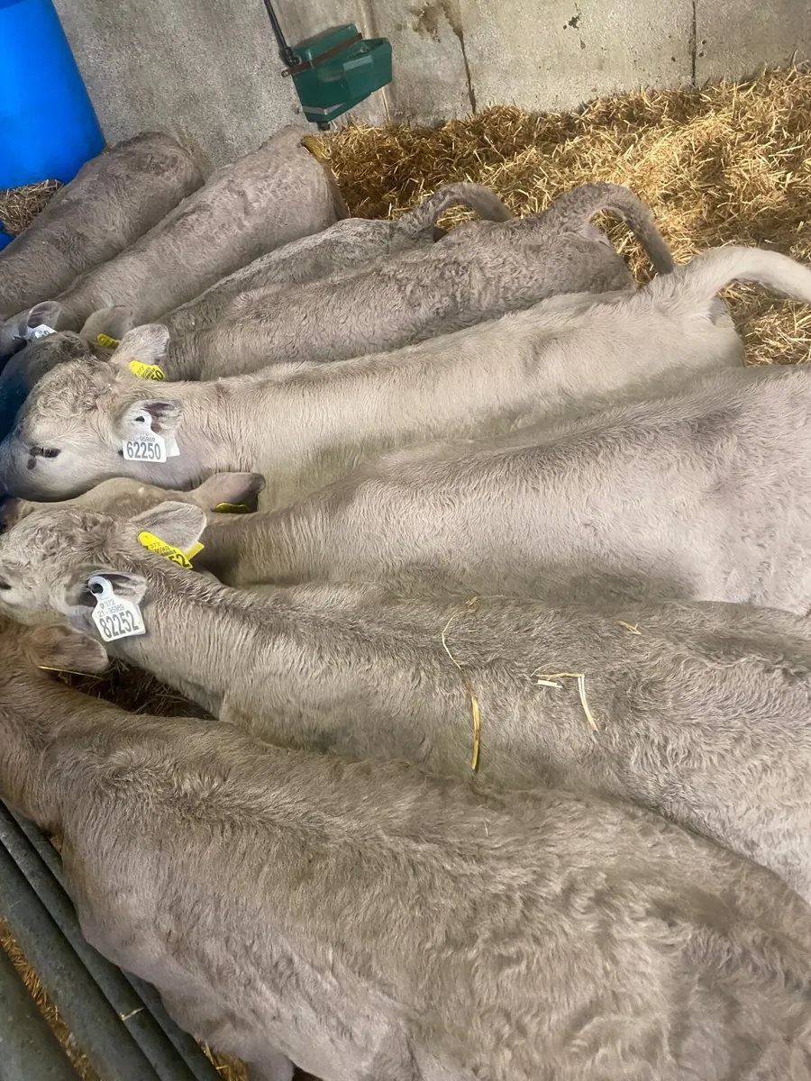 Charolais calves - Image 4
