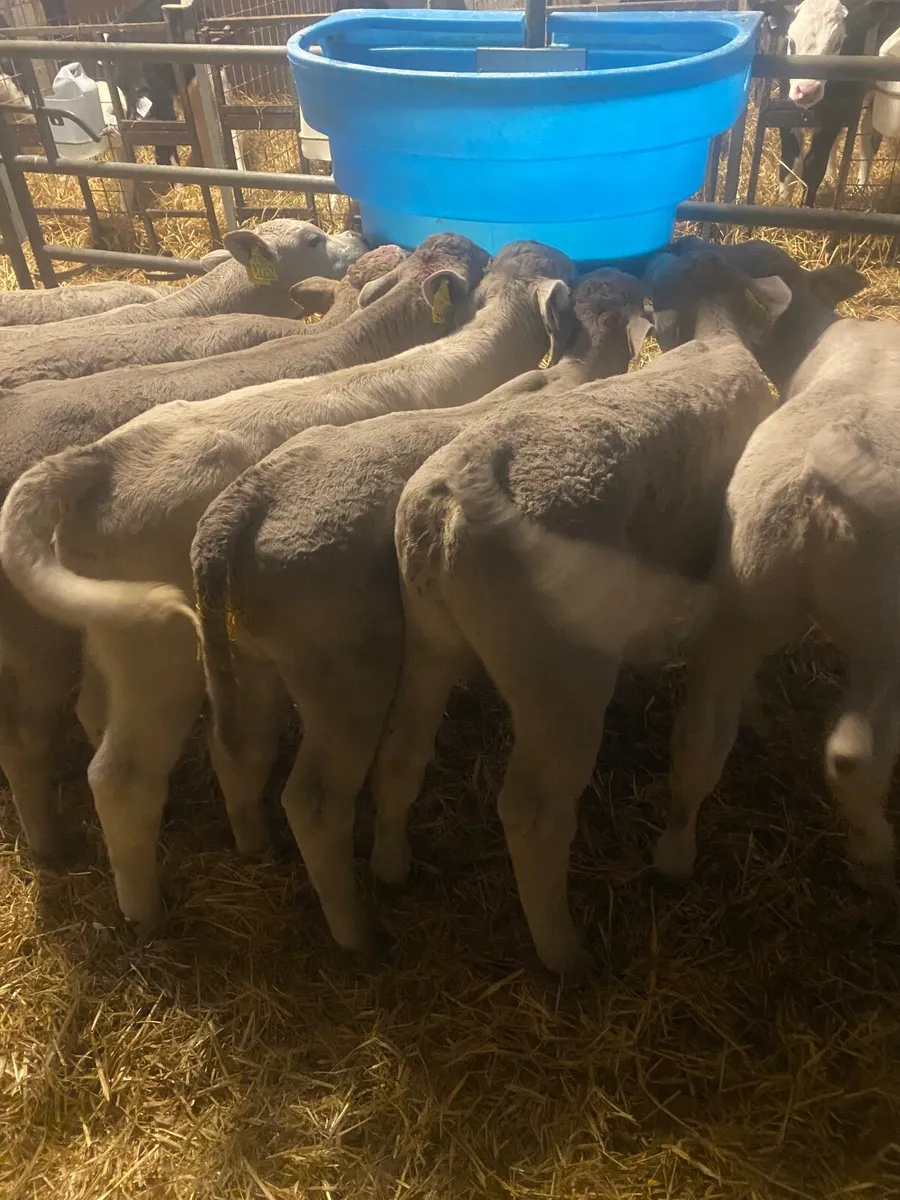 Charolais calves - Image 1
