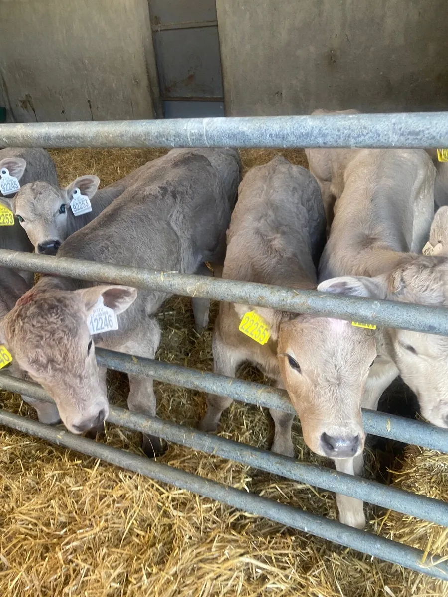 Charolais calves - Image 2