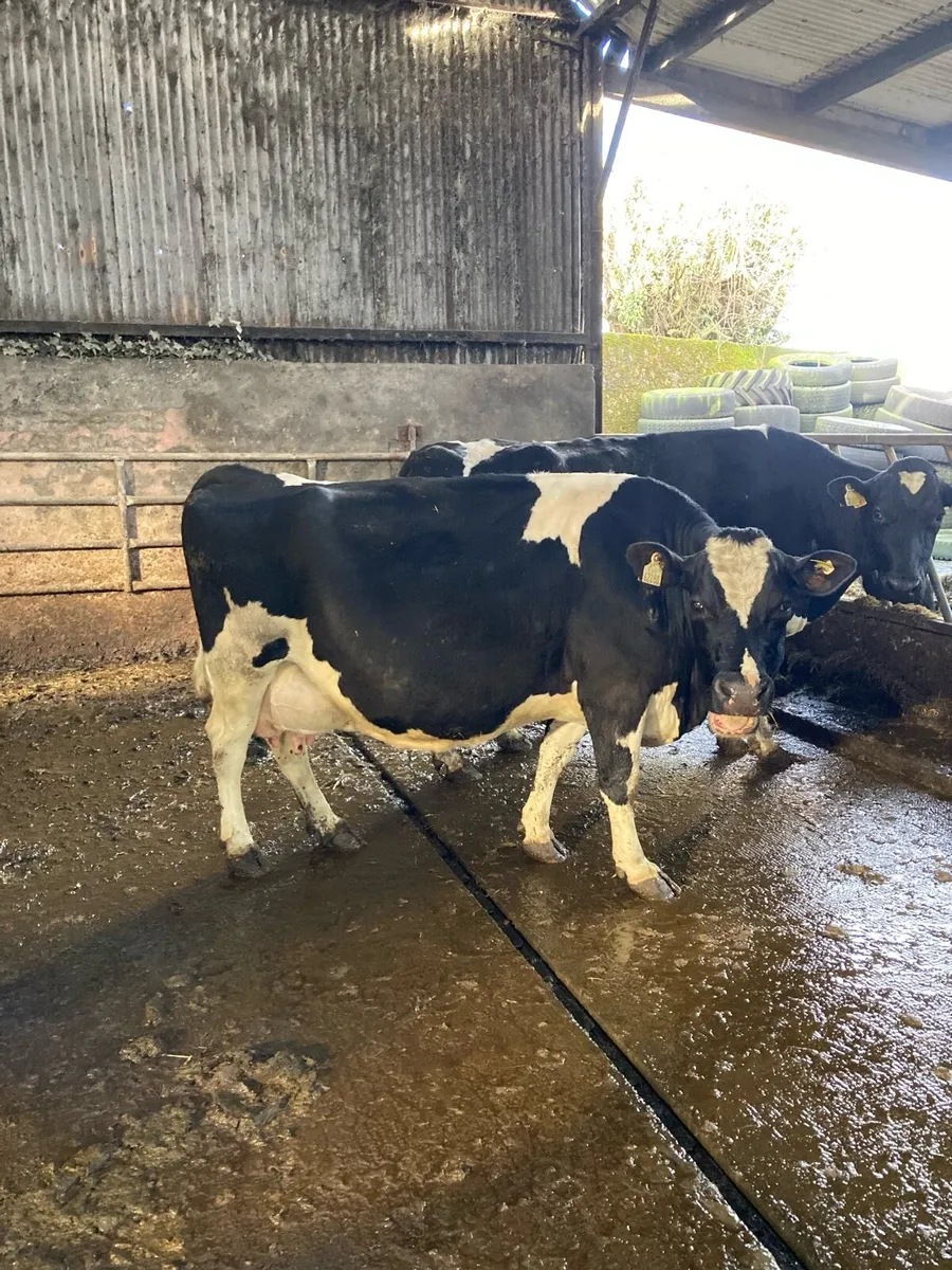 April calving cows and 3 year old bull - Image 1