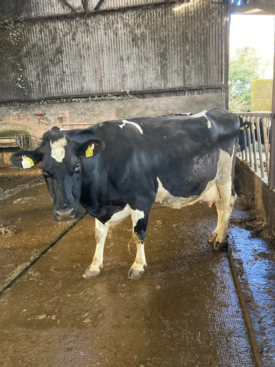 April calving cows and 3 year old bull - Image 2