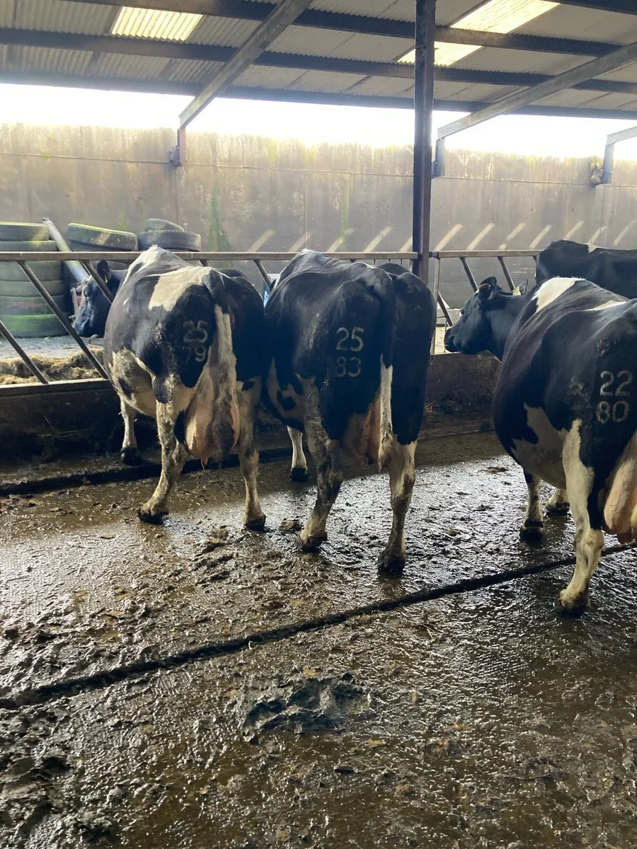 April calving cows and 3 year old bull - Image 4