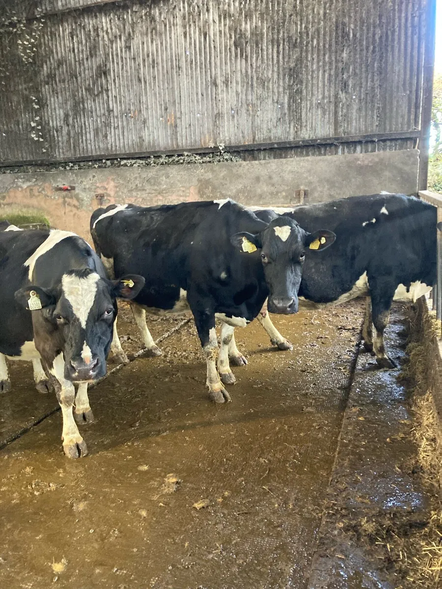 April calving cows and 3 year old bull - Image 3