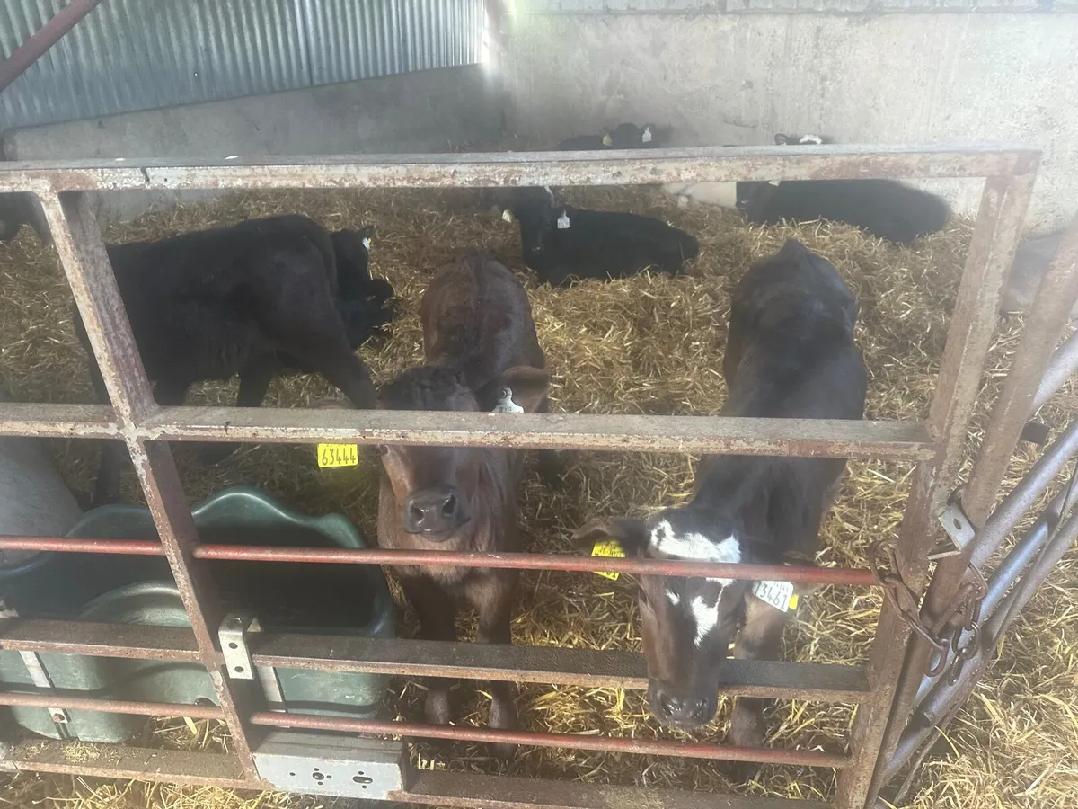 Calves - Image 1