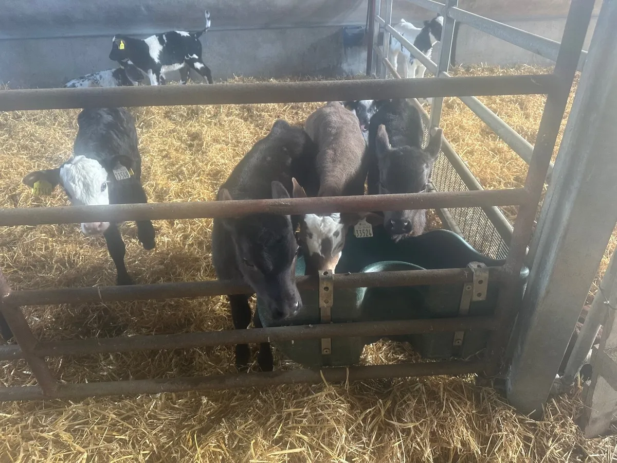 Calves - Image 2
