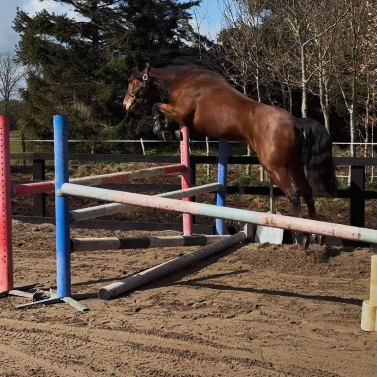5 year old  154cmConnemara gelding - Image 1