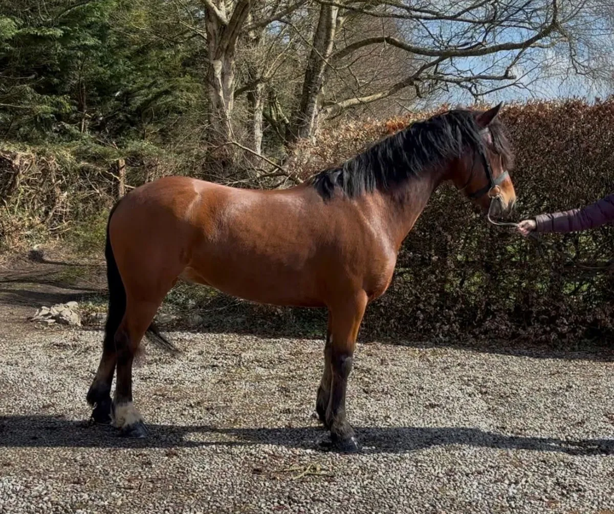 5 year old  154cmConnemara gelding - Image 2