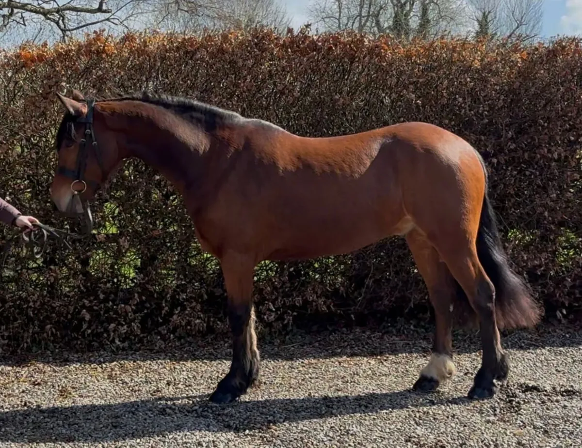 5 year old  154cmConnemara gelding - Image 4