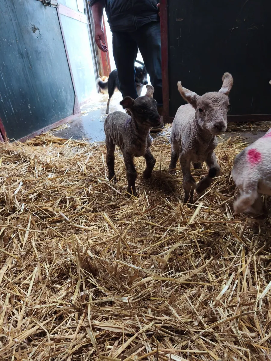 Pet lambs - Image 1