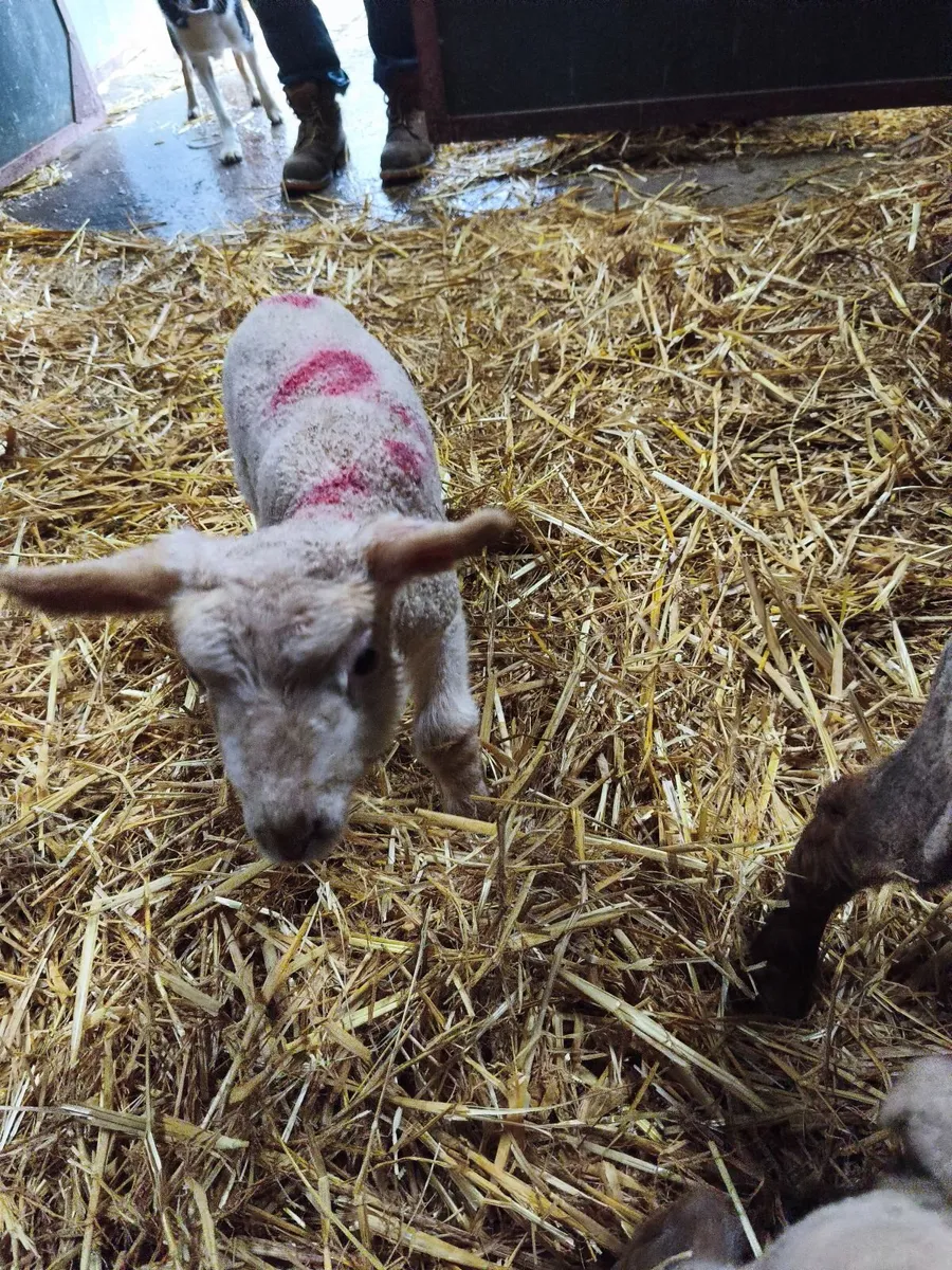 Pet lambs - Image 2