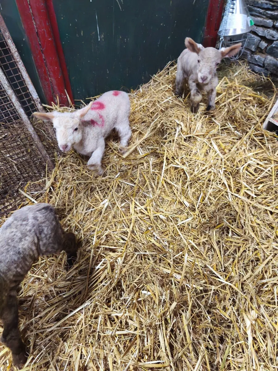Pet lambs - Image 3