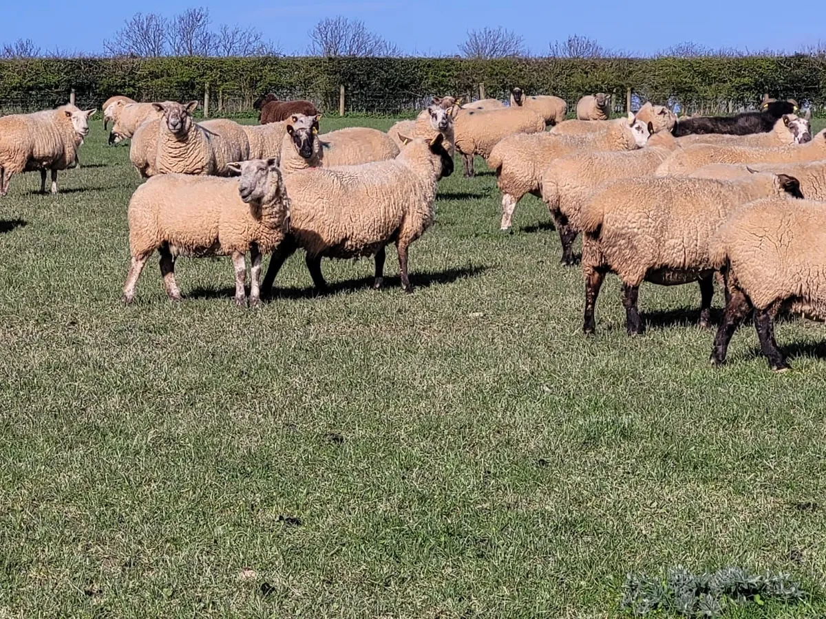 230 SFX/Cont. In Lamb Ewes - Tullow Mart - Image 1