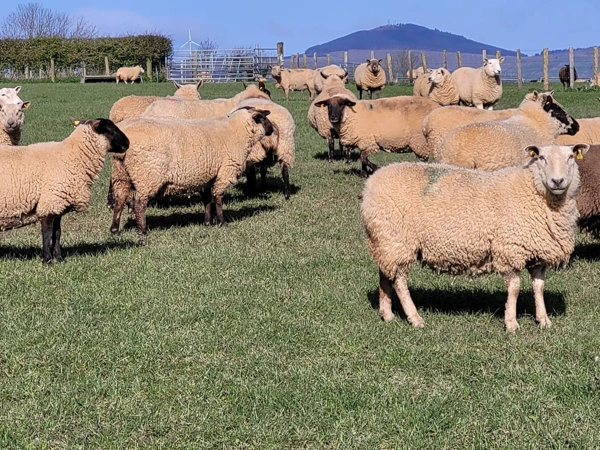 230 SFX/Cont. In Lamb Ewes - Tullow Mart - Image 2