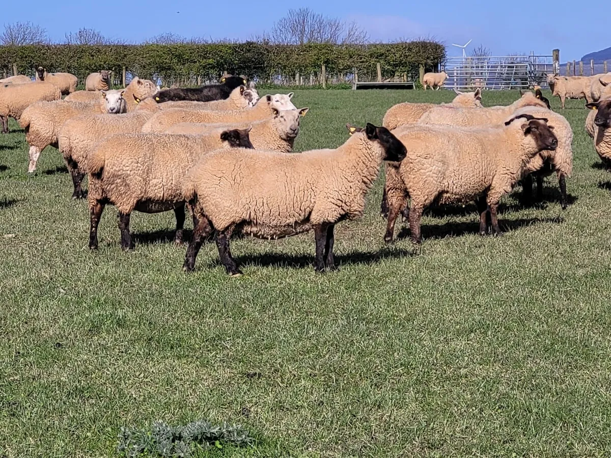 230 SFX/Cont. In Lamb Ewes - Tullow Mart - Image 3