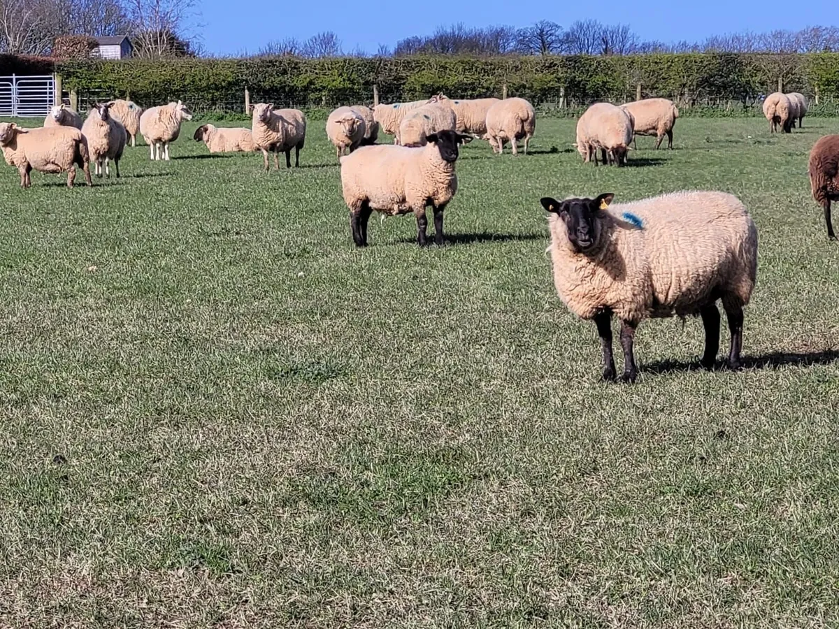 230 SFX/Cont. In Lamb Ewes - Tullow Mart - Image 4