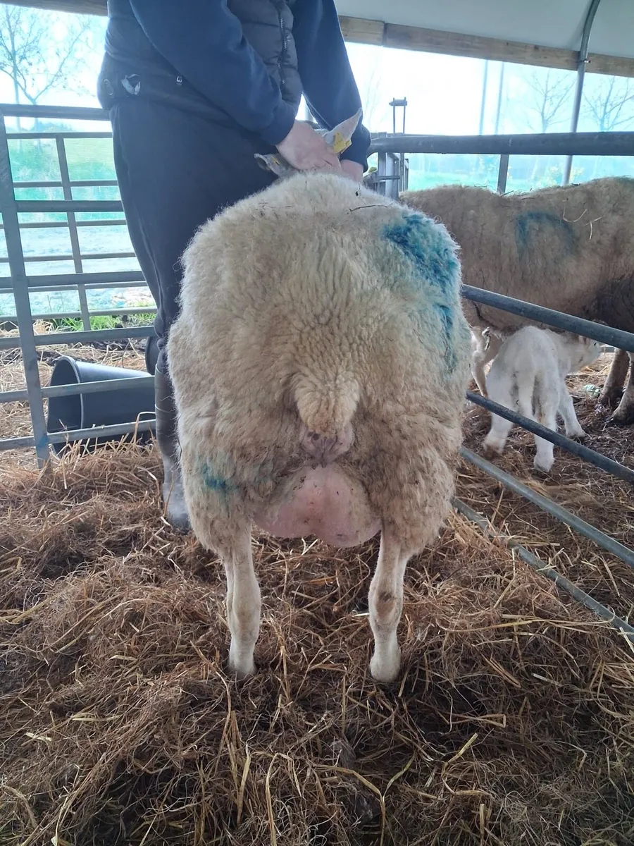 Foster ewe - Image 1