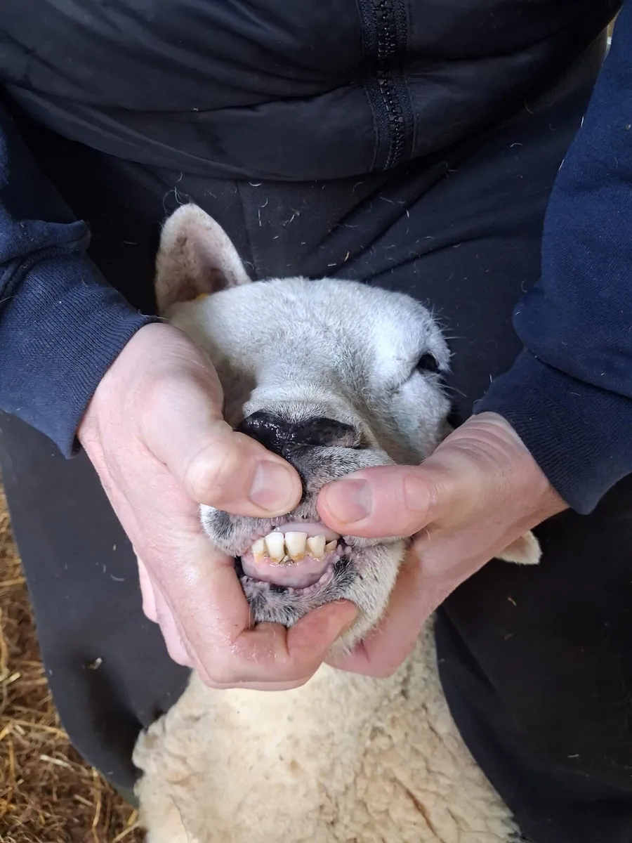 Foster ewe - Image 2