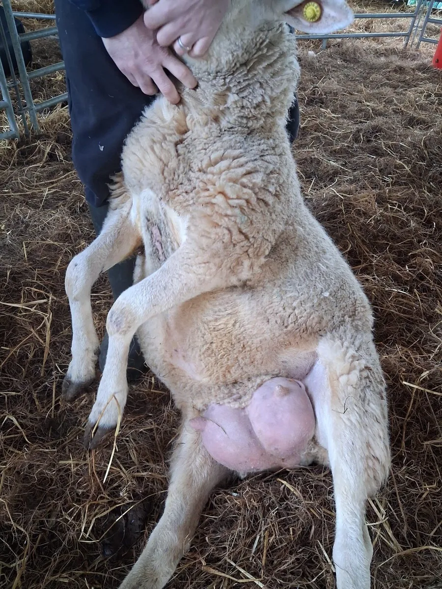 Foster ewe - Image 3