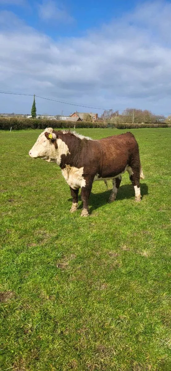 PBR Herford Bulls 5  🌟 - Image 1