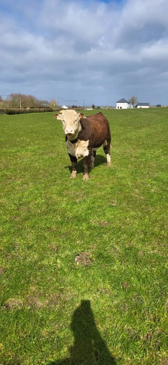 PBR Herford Bulls 5  🌟 - Image 2