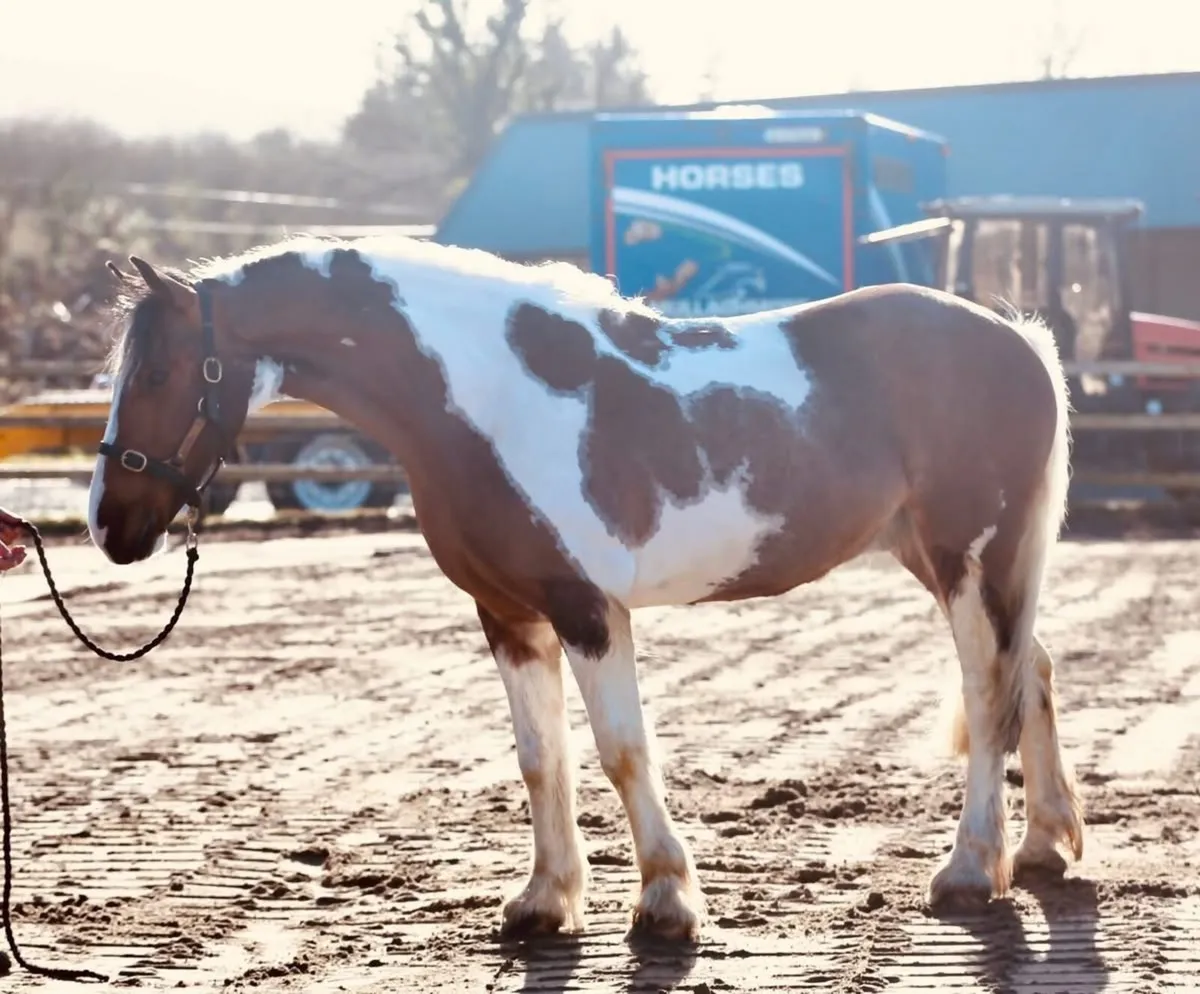 Fun safe Allrounder for all levels - Image 2