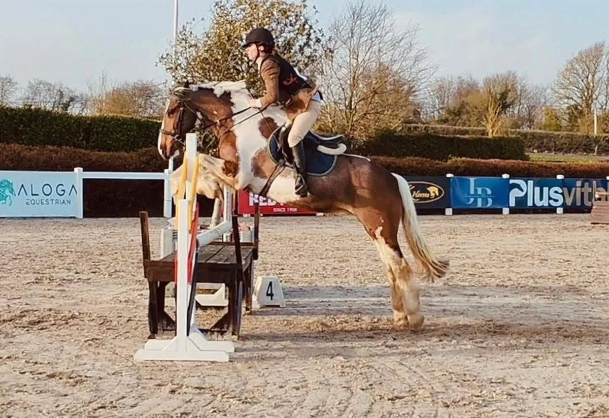 Fun safe Allrounder for all levels - Image 3