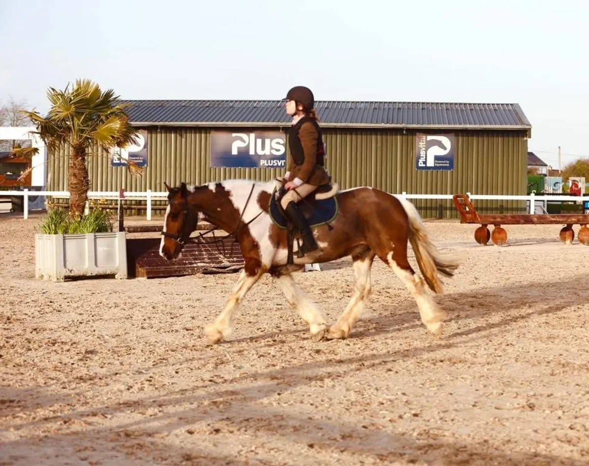 Fun safe Allrounder for all levels - Image 4