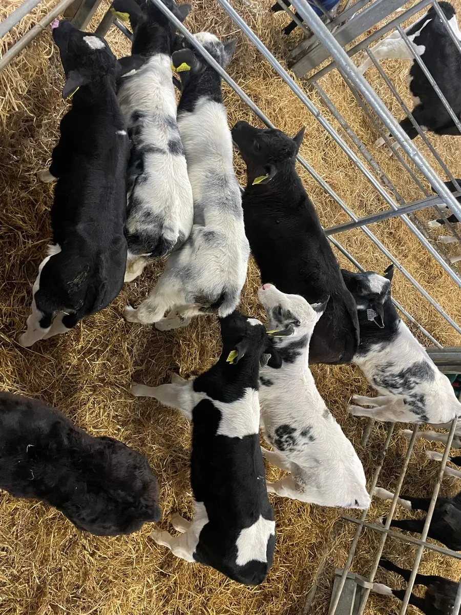 Calves - Image 1
