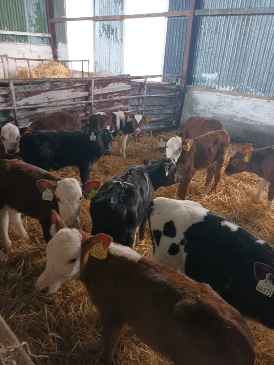 15 Herdford calves - Image 1