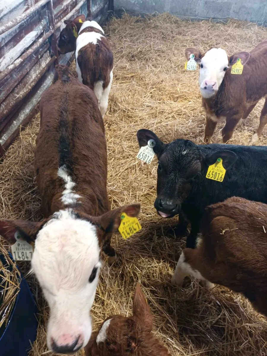 15 Herdford calves - Image 3