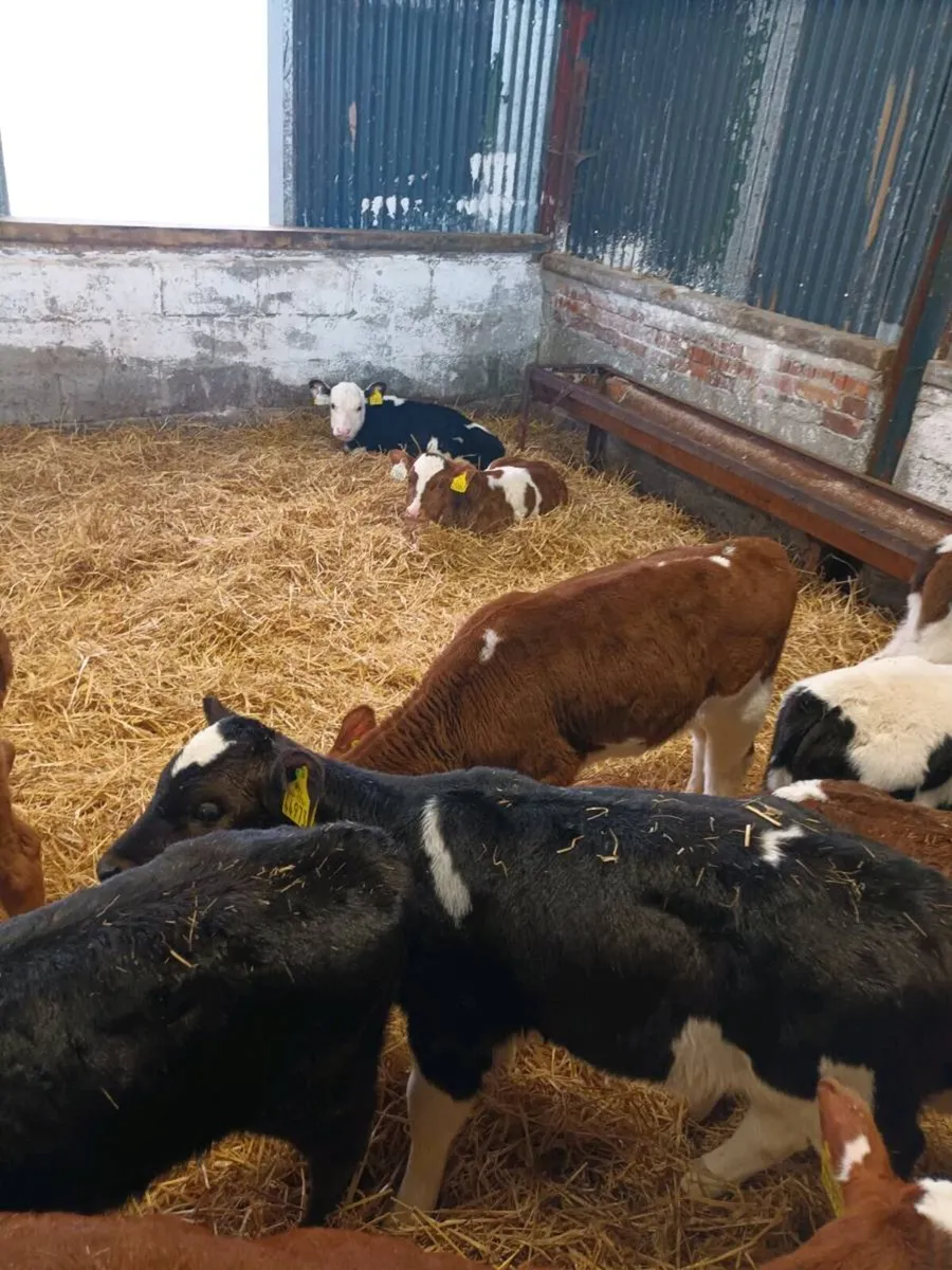 15 Herdford calves - Image 4