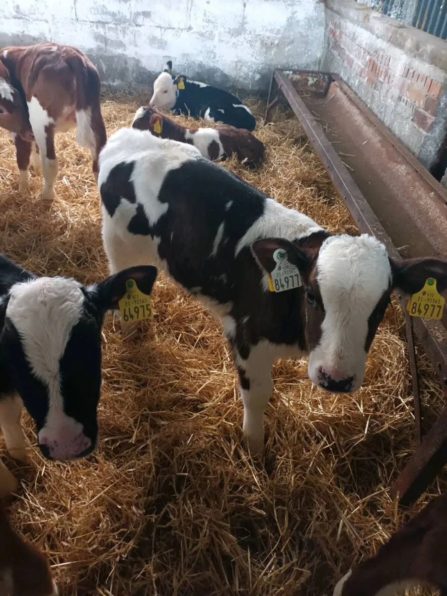 15 Herdford calves - Image 2