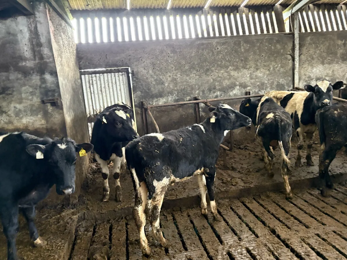 15 Friesian bullocks - Image 4