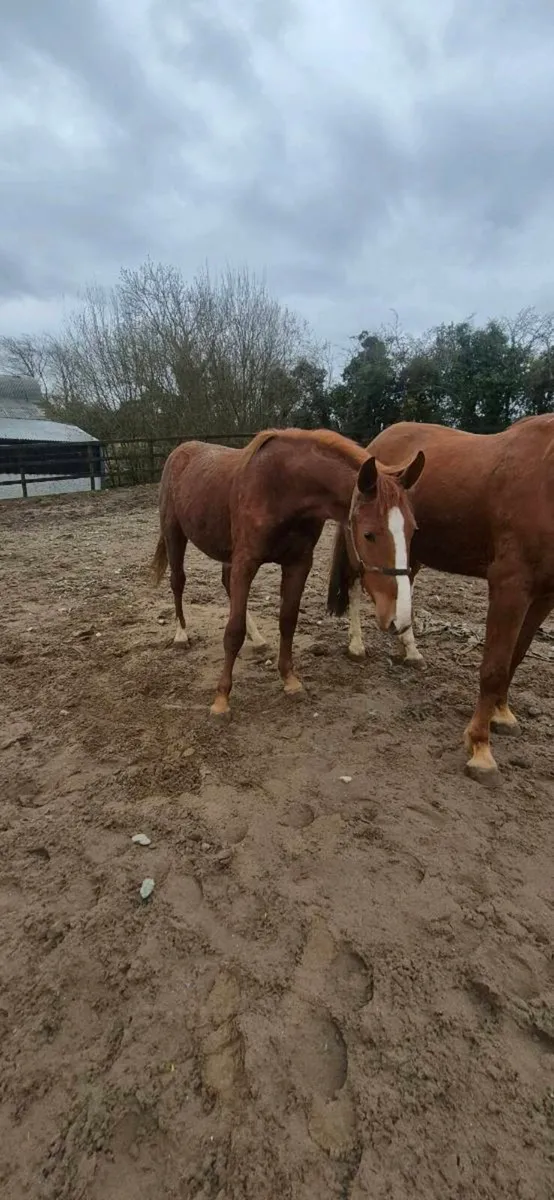 Irish sport horses - Image 2