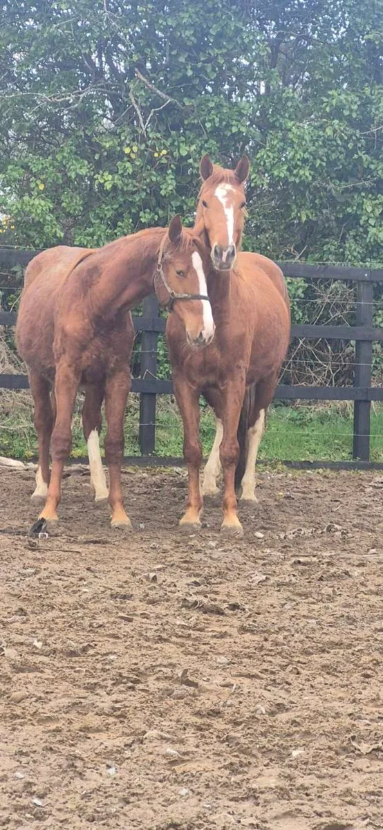 Irish sport horses - Image 1