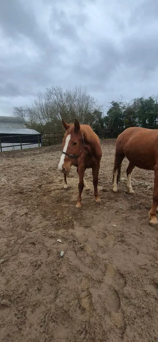 Irish sport horses - Image 3