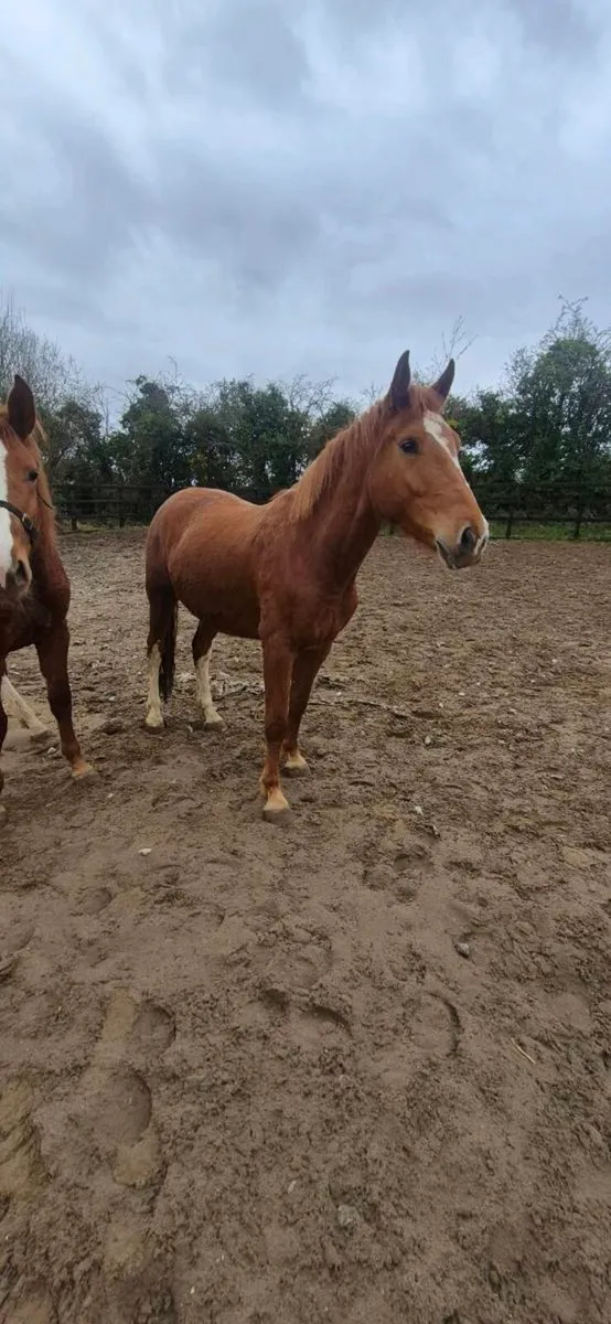 Irish sport horses - Image 4