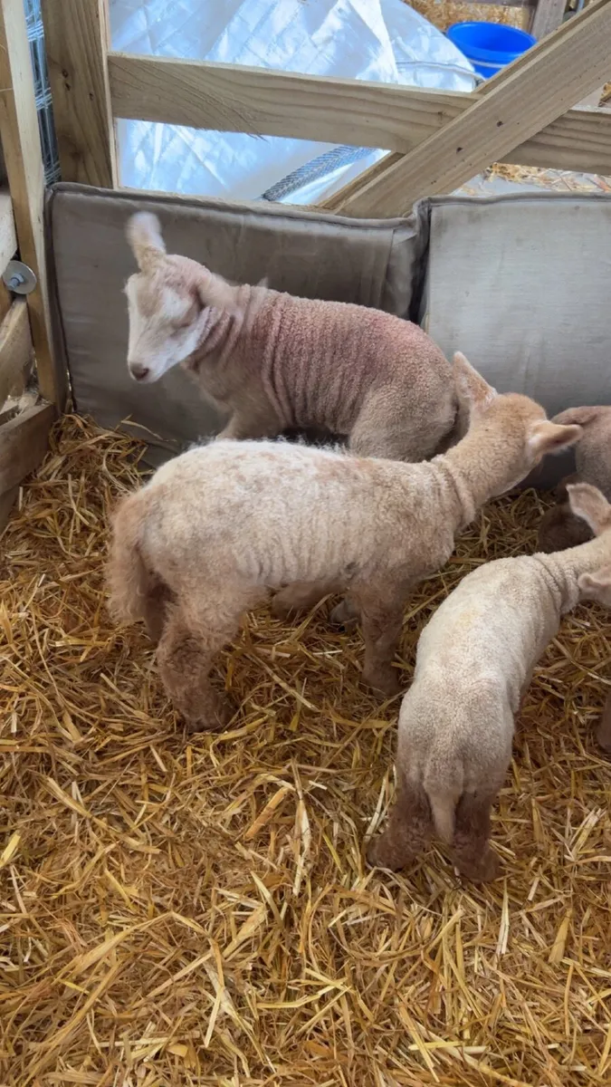 Pet lambs - Image 1