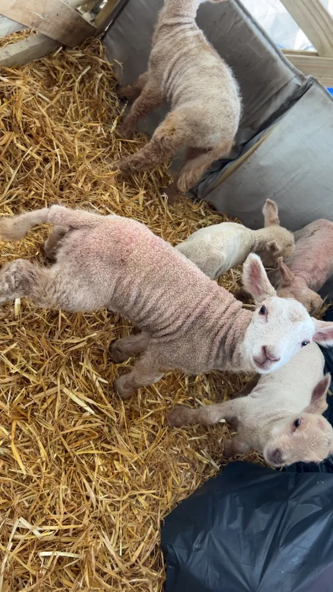 Pet lambs - Image 3
