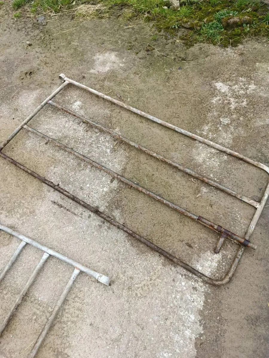 Calf gates/pins - Image 3