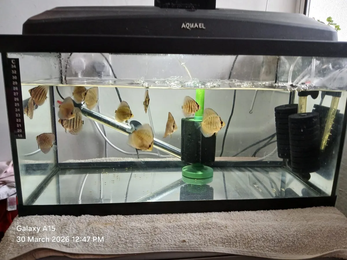 14 Discus Fish - Image 1