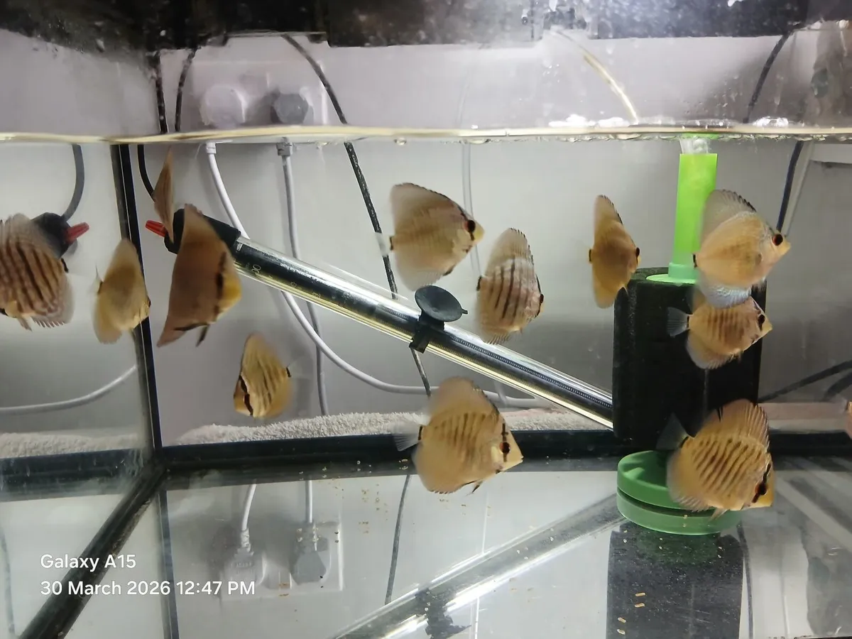 14 Discus Fish - Image 2