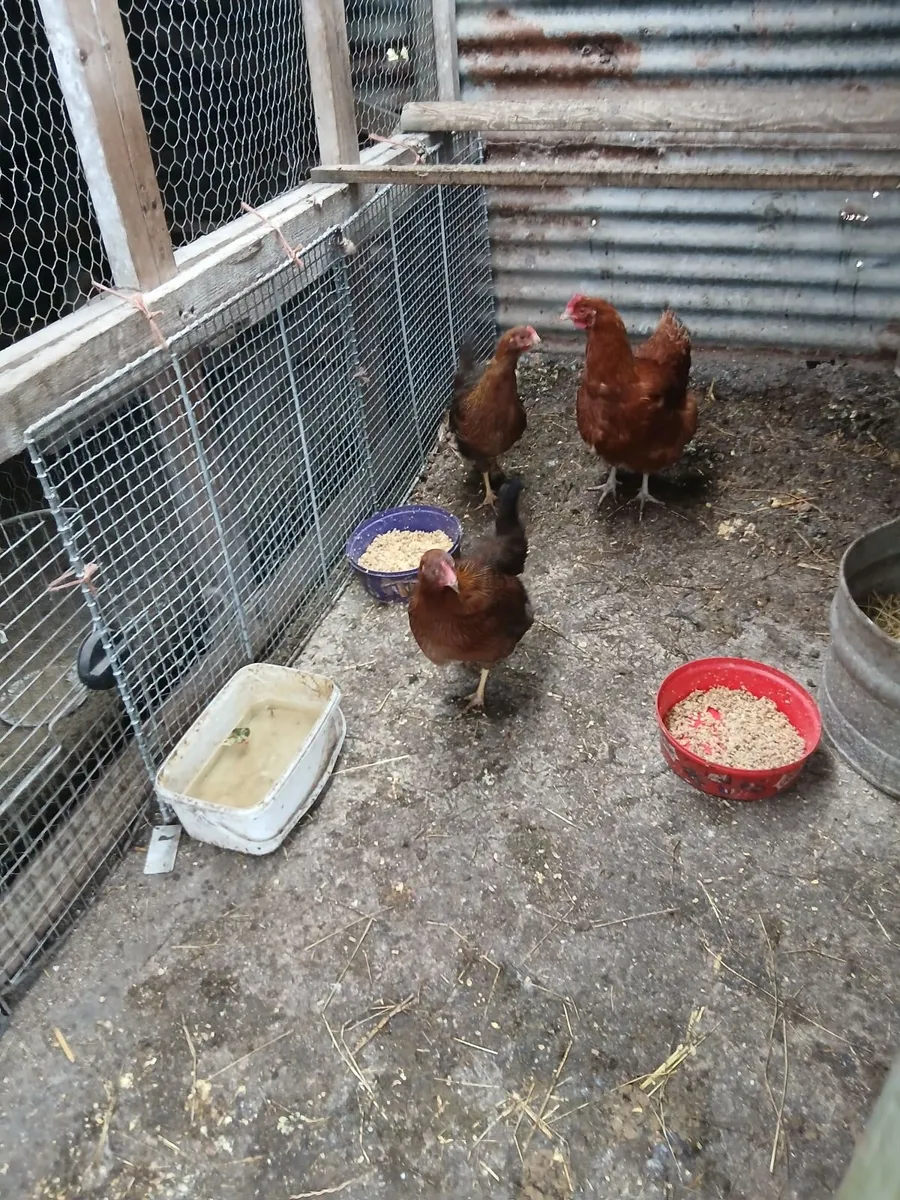 Wellsomer Pulletts - Image 1